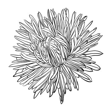 black and white aster flower drawing clip art preview