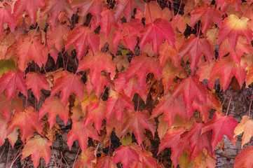 Autumnal leaves of Boston Ivy (Parthenocissus tricuspidata) climbing over a concrete wall