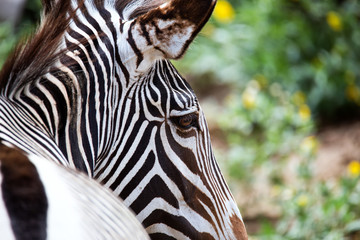 Naklejka premium Close-up of Grevy's Zebra