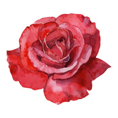 beautiful rose watercolor hand-painted isolated on white background. - obrazy, fototapety, plakaty