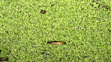 The surface is covered with green duckweed