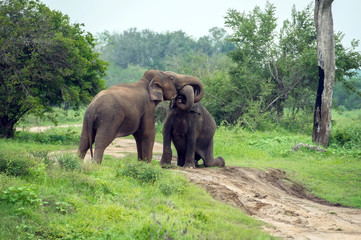 Fototapeta na wymiar Elephants in Sri Lanka