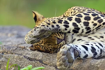 Zelfklevend Fotobehang Leopards of Sri Lanka © kyslynskyy
