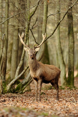 cerf