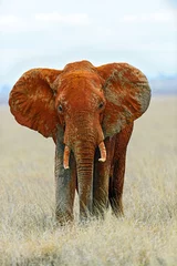 Photo sur Plexiglas Éléphant elephants in Tsavo Park