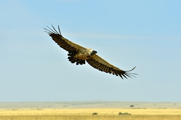 Fototapeta na wymiar Vulture in flight