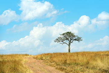 Fototapeta na wymiar The tree in the African savanna