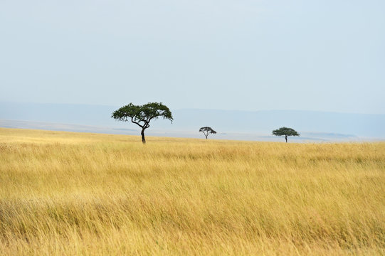 Tree in savannah