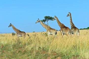 Giraffe in the African savannah