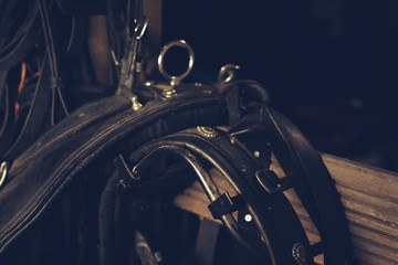 Horse equipment hanging on wooden shelf.