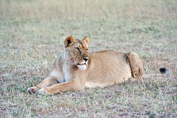 Fototapeta na wymiar Portrait of young Lion