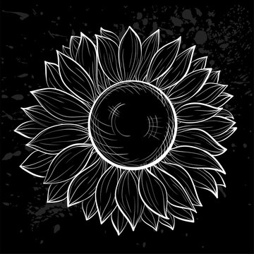 beautiful black and white sunflower isolated.