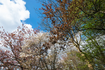 Blooming trees in springtime against blue sky with white clouds. European garden park scene with trees in spring, perfect for garden blogs, websites, magazine