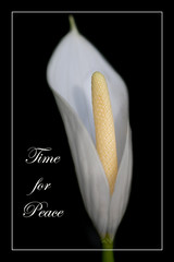 Peace Lily