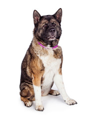 Brown And Black Akita Sitting Against White Background