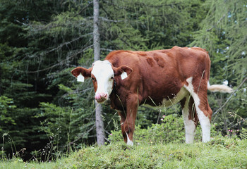 Fototapeta na wymiar Junge Kuh auf Alm in Tirol