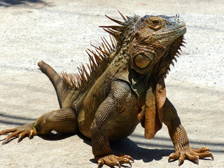 Männlicher Grüner Leguan in Costa Rica (Green Iguana Lizard) Iguana iguana