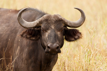 Afrikanischer Büffel