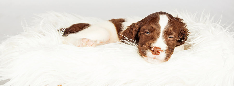 Dog Sleeping On Fur Over White Background