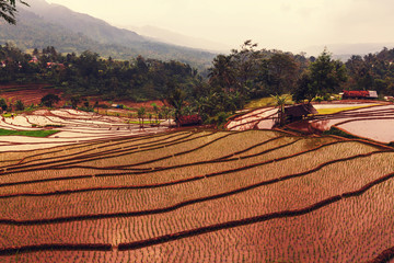 Rice field