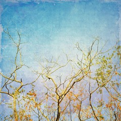 Bare branches of locust tree on blue sky. Vintage style.