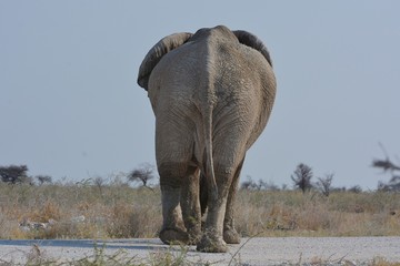 Afrikanischer Elefant von hinten im Etosha Nationalpark