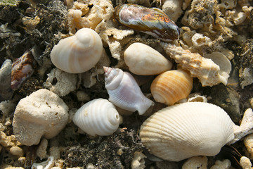 Sea shells