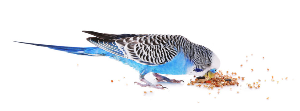 Fototapeta Budgerigar eating isolated on white