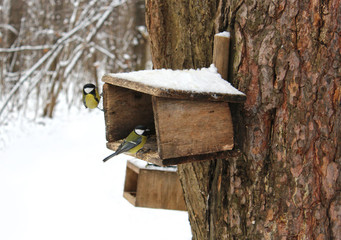 Titmouse at the feeder