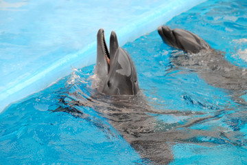 Cute dolphins in the dolphinarium
