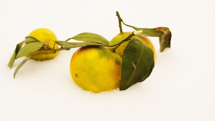 Orange tangerines lying on the white snow