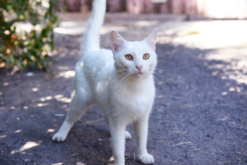 White cat playing outdoors