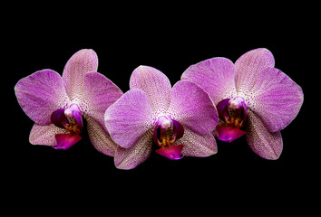Plakat pink orchids