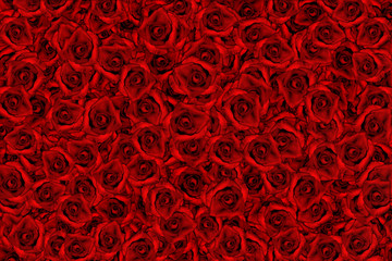 floral background of red roses closeup