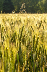 Złoty jęczmień na polu