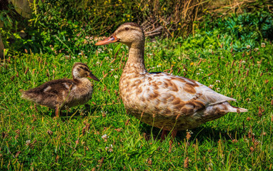 duckling and duck at the grass