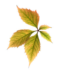 Autumn leaves isolated on white