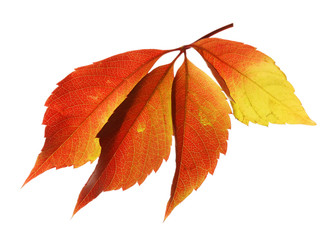 Beautiful autumn leaves isolated on white