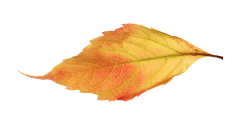 Autumn yellow leaf isolated on white