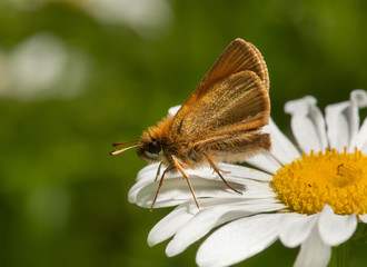 European Skipper on a Daisy