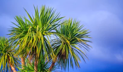 Aluminium Prints Palm tree New Zealand landscape with the cabbage palm tree