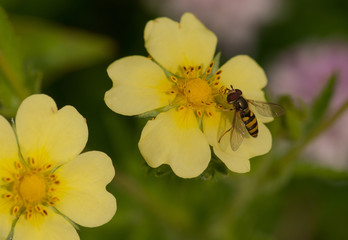 Flower Fly on Wildflower
