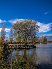 Single tree reflecting on the lake in Yverdon