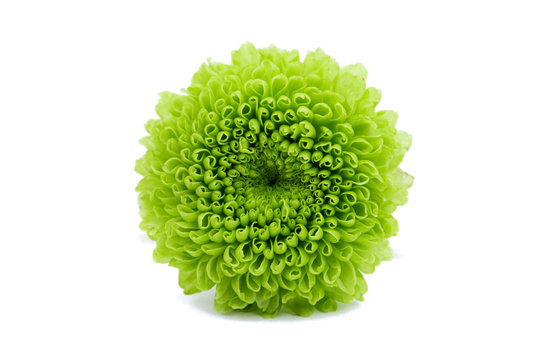 Macro of a green chrysanthemum isolated