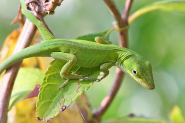 Lizard on a Plant