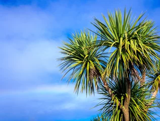 Wall murals Palm tree Ti kouka – New Zealand cabbage palm tree, landscape with a blu