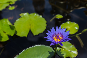 beautiful Purple lotus flower in pond.
