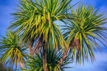 Fototapeta na wymiar Ti kouka – New Zealand cabbage palm tree, landscape with a blu