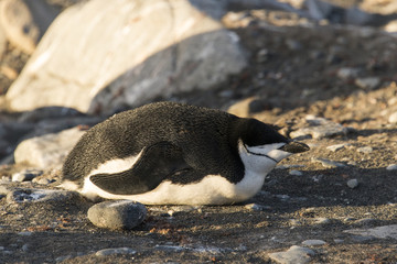 Fototapeta premium Manchot à jugulaire, Base Camara, Ile Half Moon, Iles Shetland du Sud, Antarctique