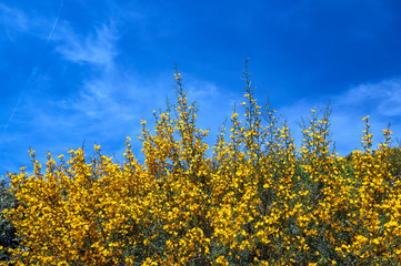 Obraz premium Yellow, blooming spring flowers against the sky in France.